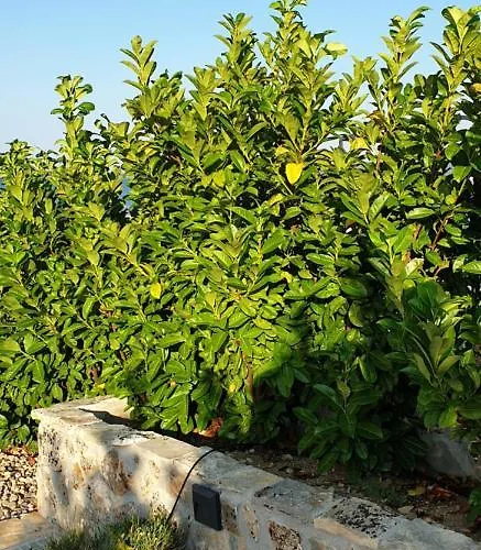 Sea View ז'אבוריץ'